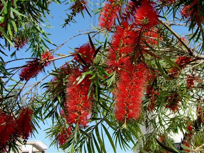 Melaleuca viminalis